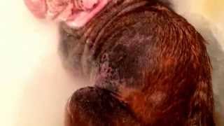 Ear Mites in Cats and Dogs [upl. by Sesilu]