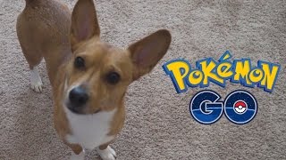 POKEMON GO GAMEPLAY VLOG WALKTHROUGH PART 1  DRIVEBY [upl. by Valerian]