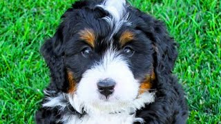 Bernedoodle  Top 10 Pros and Cons of Owning a Bernedoodle [upl. by Apfel]