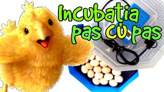 Incubarea ouălor  tutorial [upl. by Bekaj]