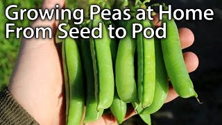 How to Grow AMAZING Peas  From Planting to Harvesting [upl. by Cornia]