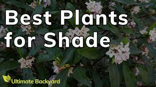 5 Stunning FullShade Loving Plants [upl. by Rocky]