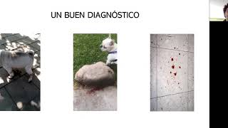 ¿Por qué mi perro presenta sangre en la orina [upl. by Animsay]