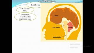 Cours de Toxicologie  Cours5 Organes cibles des toxiques [upl. by Macswan]