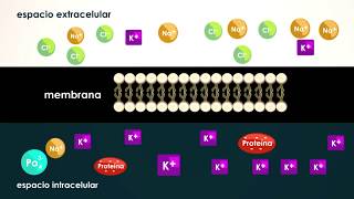 FISIOLOGÍA Medio InternoHomesotasisRetroalimentación [upl. by Tay]