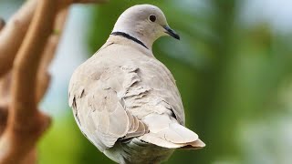 Birdwatching Eurasian Collared Dove Call  Bird Sounds  4K Video Ultra HD [upl. by Naux]