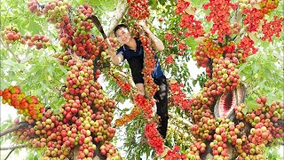 Harvesting Glutinous Figs amp Cook figs with fish stock Goes to the market sell [upl. by Lexerd]