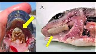 Tongue Eating Parasites in Fish Everything you need to know about Cymothoa exigua [upl. by Roosnam]