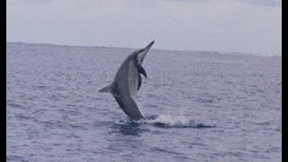 Facts The Spinner Dolphin [upl. by Eynttirb951]