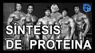 SÍNTESIS DE PROTEINA  CH Fitness Mexico [upl. by Brackett434]