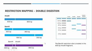 Restriction Mapping [upl. by Noevart246]