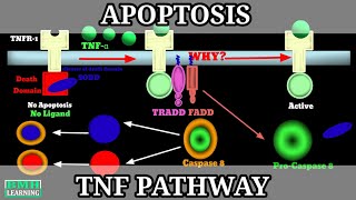 TNF Pathway Of Apoptosis  Extrinsic Pathway Of Apoptosis  Mechanism Of Apoptosis [upl. by Ymij60]