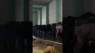 35 Baflo ready shrishyamdairyfarm [upl. by Aramoy840]