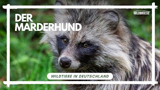 Der Marderhund Wildtiere in Deutschland [upl. by Johnsten]