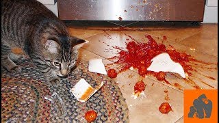 Funny Cats Destroying Things  Part 1 [upl. by Retsbew]