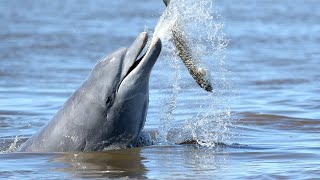 Saving Lahilles Bottlenose Dolphins  Reports From The Frontline  BBC Earth [upl. by Airtemad]