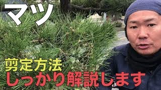 【松】のお手入れ【剪定見本】しっかり解説します [upl. by Eenat]