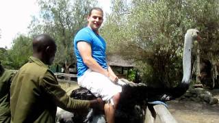 RIDING AN OSTRICH IN NAIROBI KENYA [upl. by Marks]