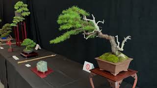 Expo du Groupe Bonsai Québec 2024 [upl. by Bridge127]