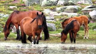 Parque Nacional Peneda Gerês [upl. by Yengac528]