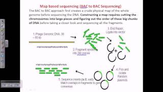 DNA sequencing BAC to BAC sequencing [upl. by Calabrese]