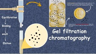 Gel filtration chromatography in 5 minutes  Size Exclusion Chromatography  Lab Procedure [upl. by Eiderf]