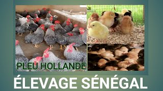 élevage  poulet bleu Hollande en 1 mois jour élevage notre fierté [upl. by Luben]