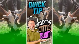 QUICK TIP  Quit Your Bellyaching  Preventing Frothy Bloat In Cattle  Shorts [upl. by Crawford72]