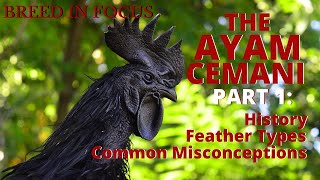 The Ayam Cemani  History Feather Types and Common Misconceptions  Imperial Cemani [upl. by Caitrin]