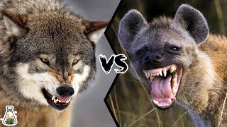 GREY WOLF VS SPOTTED HYENA  Who would win [upl. by Yetah]