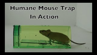 Humane Mouse Trap In Action  Full Review With Real Mice amp Motion Cameras [upl. by Poyssick]