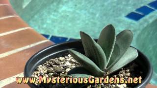 GASTERIA X GREEN ICE 1 Mysterious Gardens  G00009 [upl. by Nnayt]