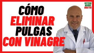 🔴 Como ELIMINAR pulgas Rápidamente en perros con VINAGRE 🔴 Eliminar pulgas de mi casa Naturalmente [upl. by Justinian458]