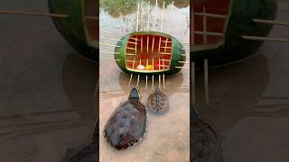 Survival Skills SIMPLE and USEFUL with watermelon Turtle trap camping bushcraft outdoors [upl. by Broder510]