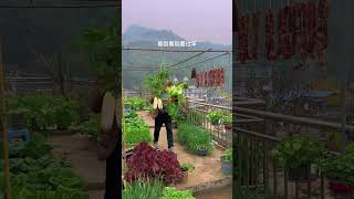 Fresh rooftop vegetable garden rurallife rooftop garden plantingtips gardeningtips vegetables [upl. by Gross320]