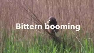 Bittern booming [upl. by Kingsley580]