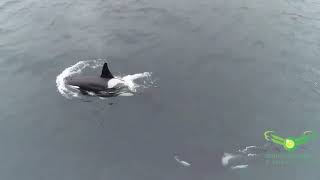 Fiona Apple  Extraordinary Machine Orca courting behaviour [upl. by Barbour]