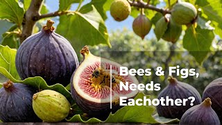 Why Figs Need Wasps amp Wasps Need Figs [upl. by Bondie]