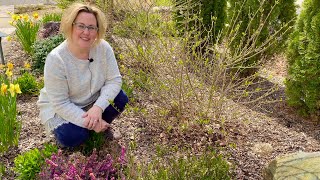 How to Prune Little Lime Hydrangeas Easy Step By Step [upl. by Holman97]