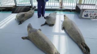 A trip to Mombetsu in Hokkaido – Soothe your soul with a visit to Tokkari Center to see the seals [upl. by Tuhn163]