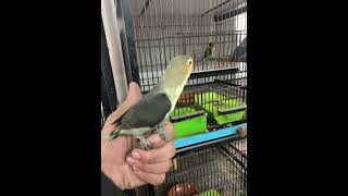 Double Dark Turquoise Fischeri fischer sunconurebird agapornis birds lovebirds parrot [upl. by Sands]