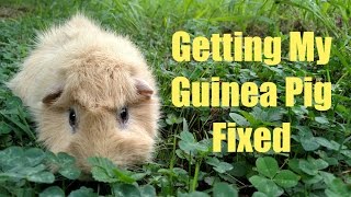 Getting My Guinea Pig Fixed [upl. by Seidel]