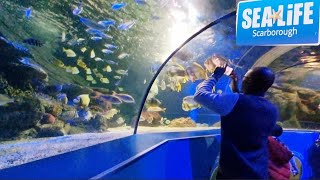 Scarborough Sea Life CentreFull Tour [upl. by Eemyaj297]