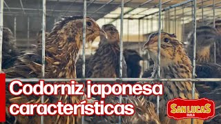 Codorniz japonesa características y comparación con las gallinas [upl. by Parcel]