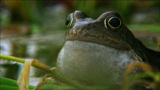 Frog mating season on the Shannon  Irelands Wild River  Nature on PBS [upl. by Araet]