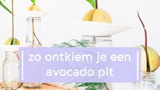 Zo ontkiem je een avocado pit [upl. by Irrep]