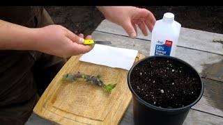 Easiest Way to Propagate Tree Collard Cuttings [upl. by Enegue]