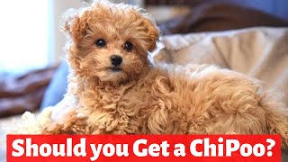 Chipoo Chihuahua Poodle Mix  Temperament and Personality [upl. by Ysteb]