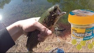 Pond Fishing for Trout with Powerbait CATCH AND COOK Dover DE [upl. by Dani]