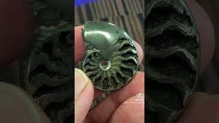 Pyritized Ammonite [upl. by Ynagoham605]